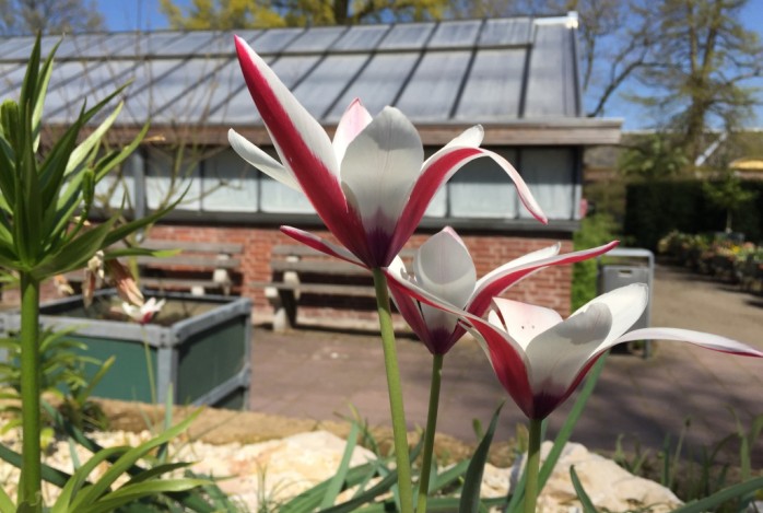 Bloemenpracht Keukenhof