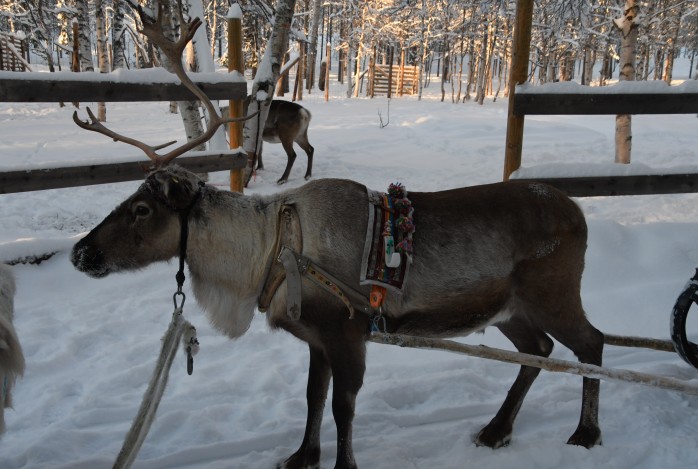 Winterreis Lapland