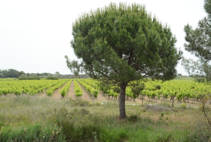 Agro Provence