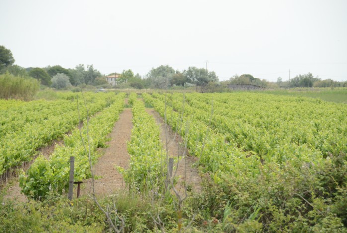 Agro Provence
