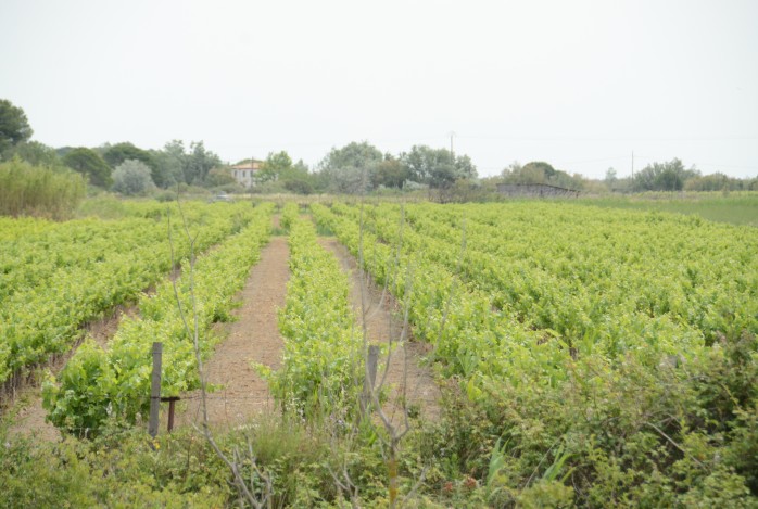 Agro-reis  Provence