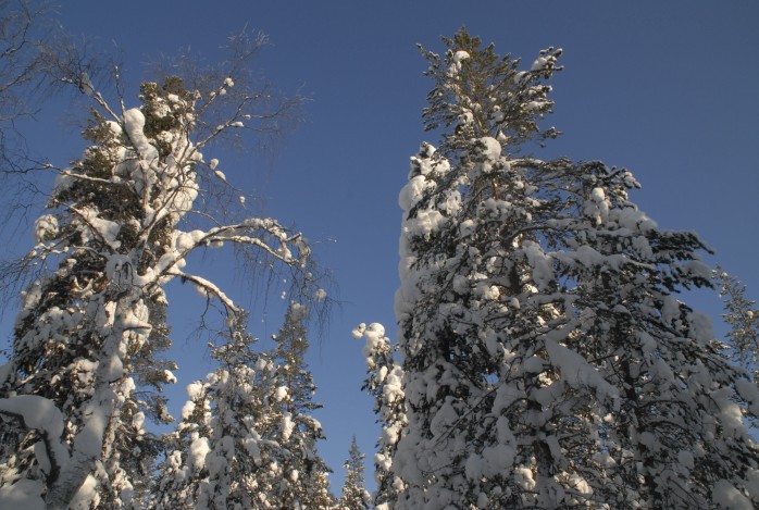 Winterreis Lapland
