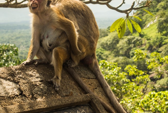 Sri Lanka